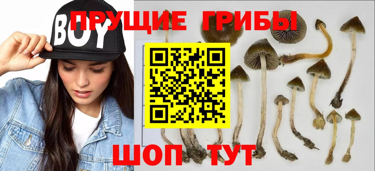 купить  сайты  Вход с VPN  Изобильный  Галлюциногенные грибы Psilocybe 